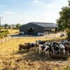 chaleur bâtiment agricole élevage